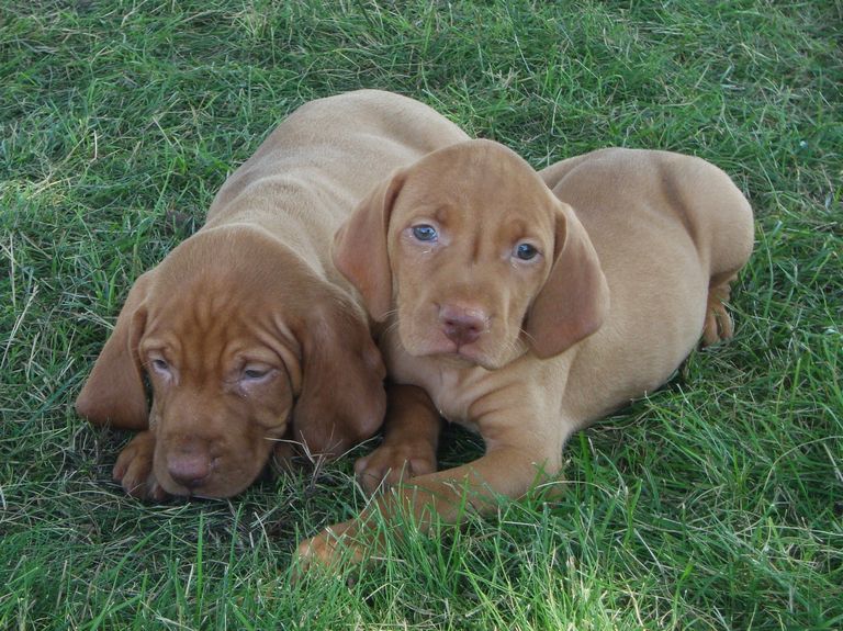 Vizsla Puppies for Sale Kenya