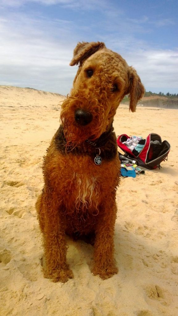 Welsh Terrier Puppies For Sale In Pa