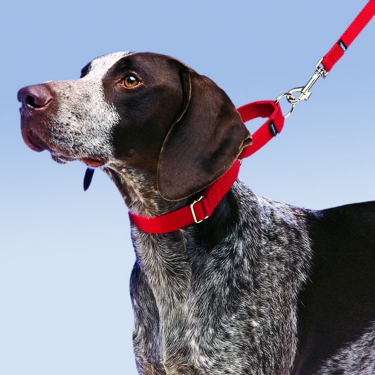Where To Buy Martingale Dog Collars