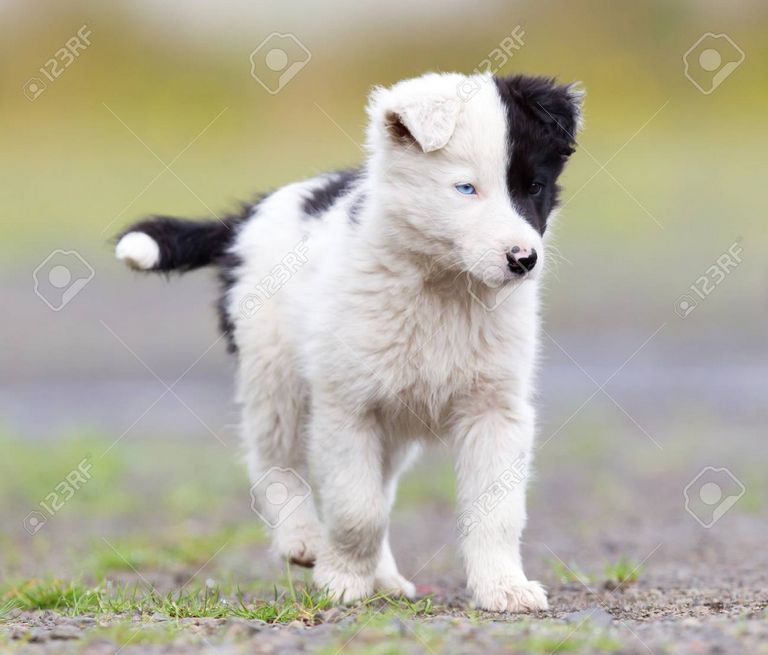 White German Shepherd Puppies Oregon