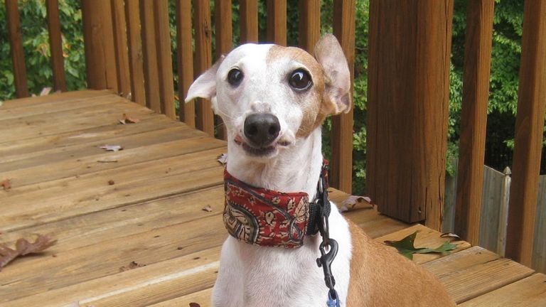 Wide Martingale Collars For Greyhounds
