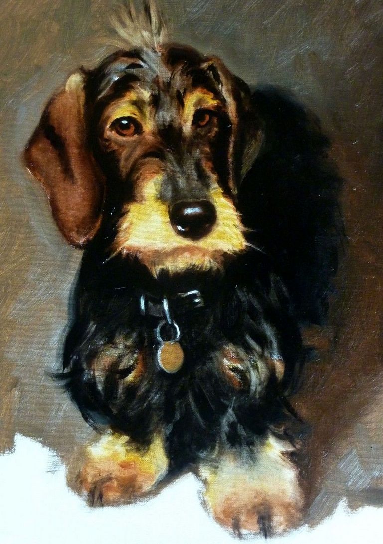 Wire Haired Dachshund Breeders California Top Dog