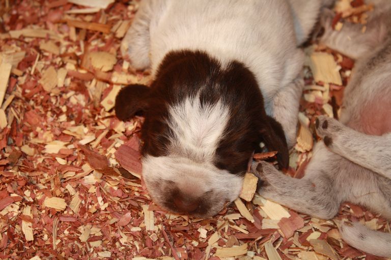 Wirehaired Pointing Griffon Puppies For Sale Ohio