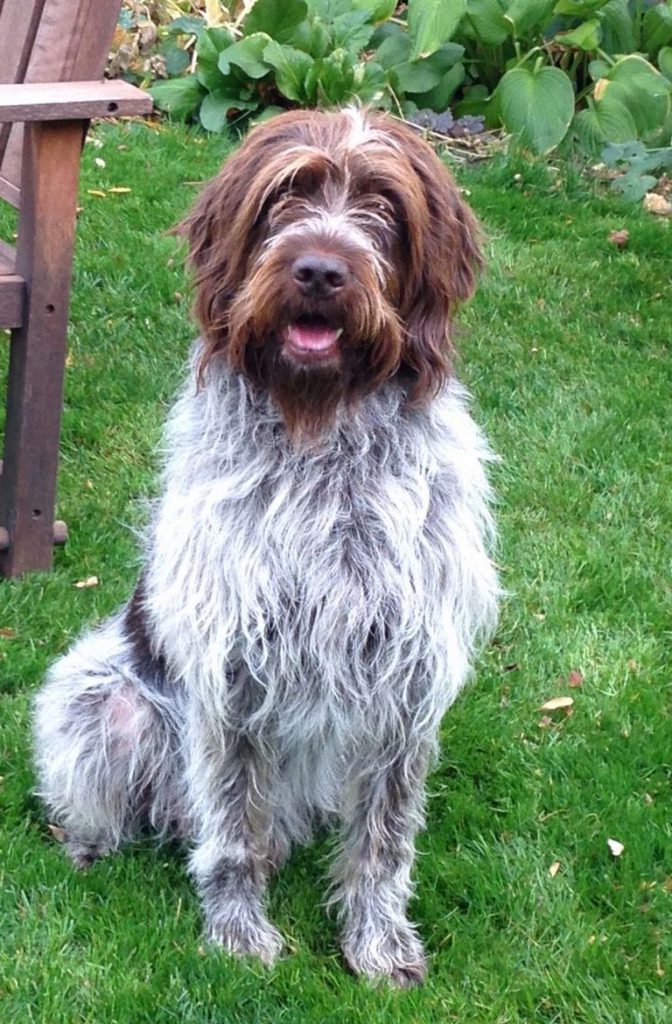 Wirehaired Pointing Griffon Puppies For Sale Price