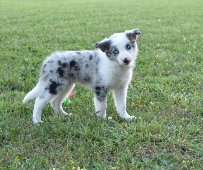 Working Border Collies For Sale In Missouri