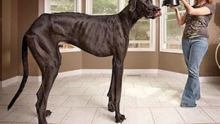 World Biggest Dog