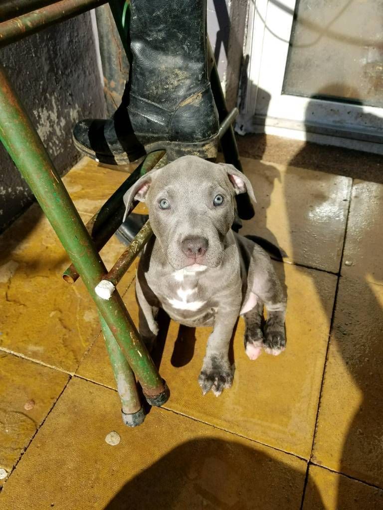 Xl American Bully Puppies For Sale Cheap