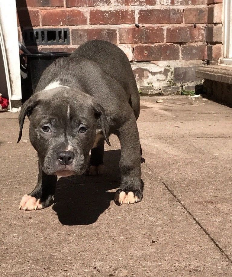Xl Bully Puppies For Sale