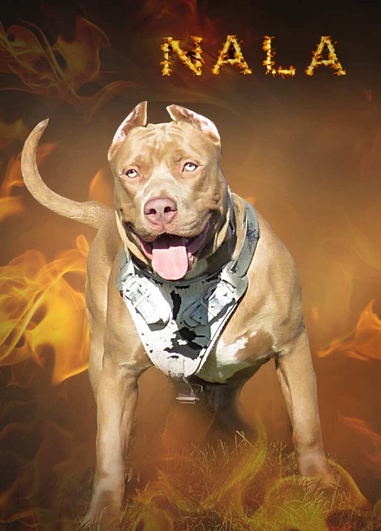 Xxl Pitbull Puppies For Sale In Ohio