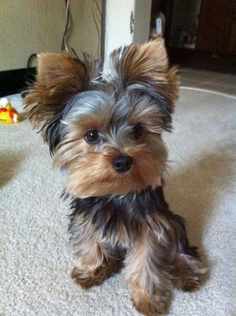 Yorkie Haircuts With Floppy Ears