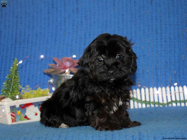 Yorkie Poo Puppies For Sale In Charlotte Nc