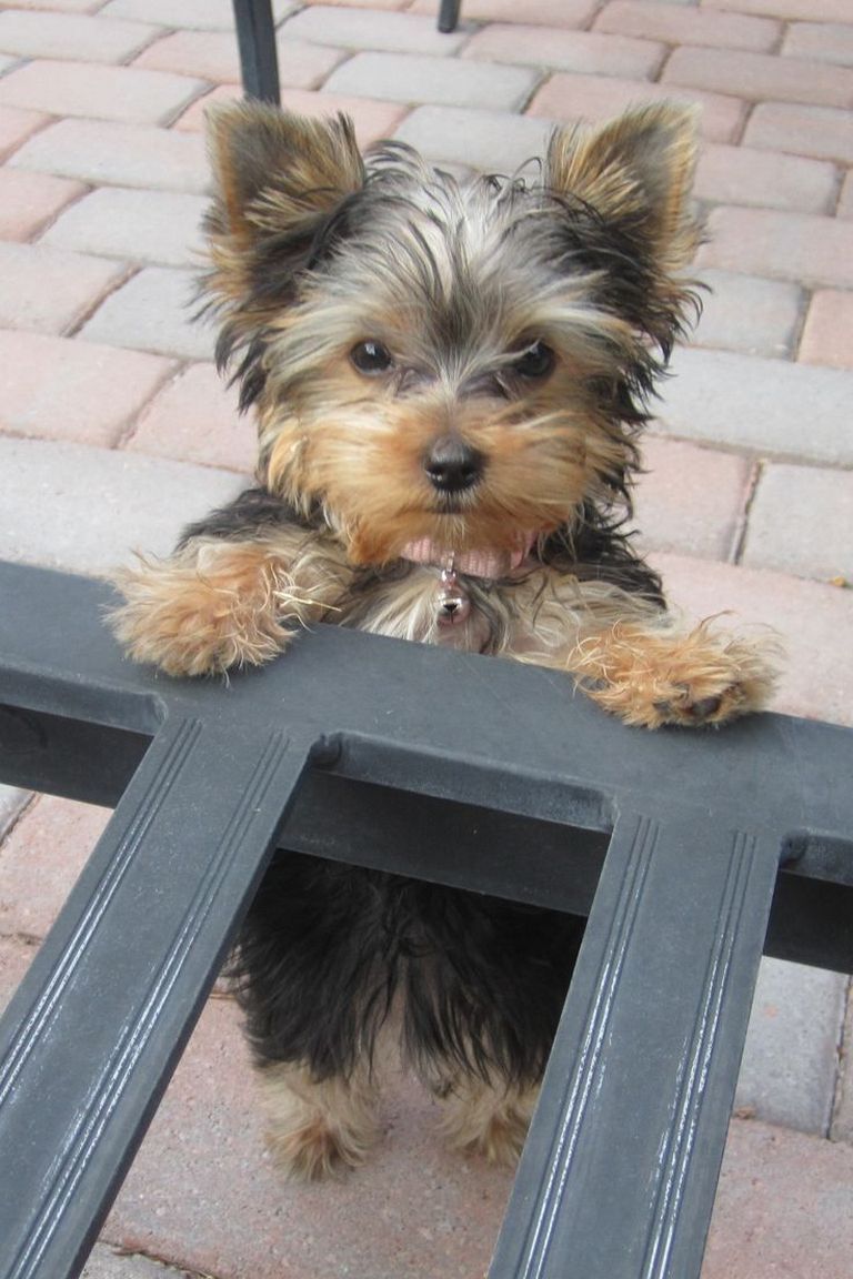 Yorkie Poo Puppies For Sale In Ky
