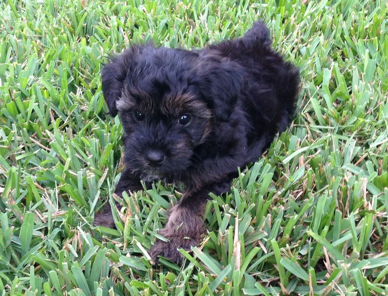 Yorkie Poo Puppies For Sale In Tn