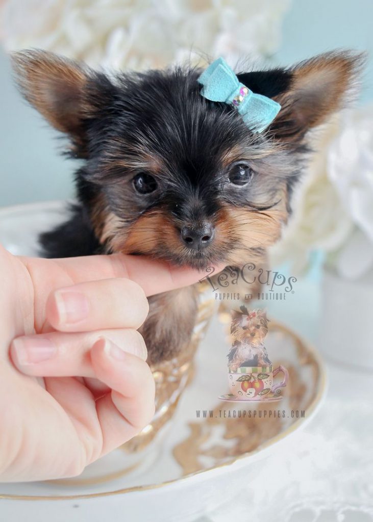 Yorkie Puppies For Free
