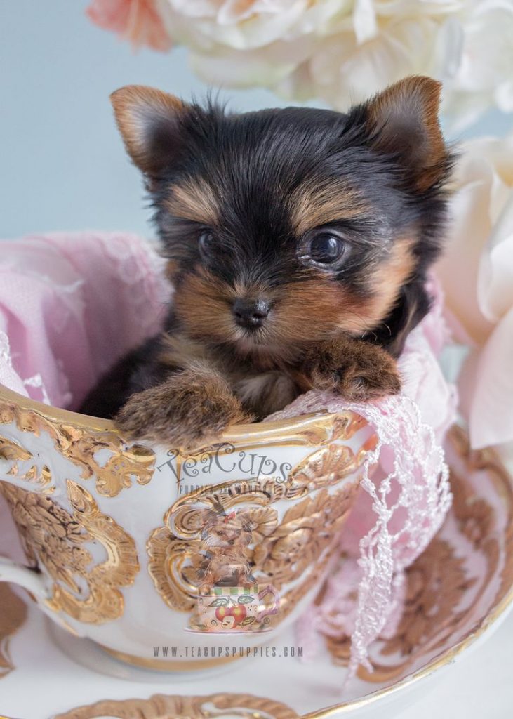 Yorkie Puppies For Sale | Top Dog Information