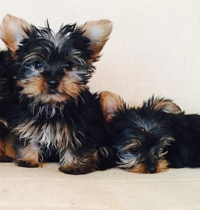 Yorkie Puppies For Sale In Kenosha Wi | Top Dog Information