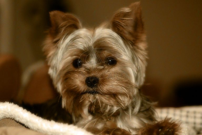 Yorkie Puppies For Sale In Midland Tx
