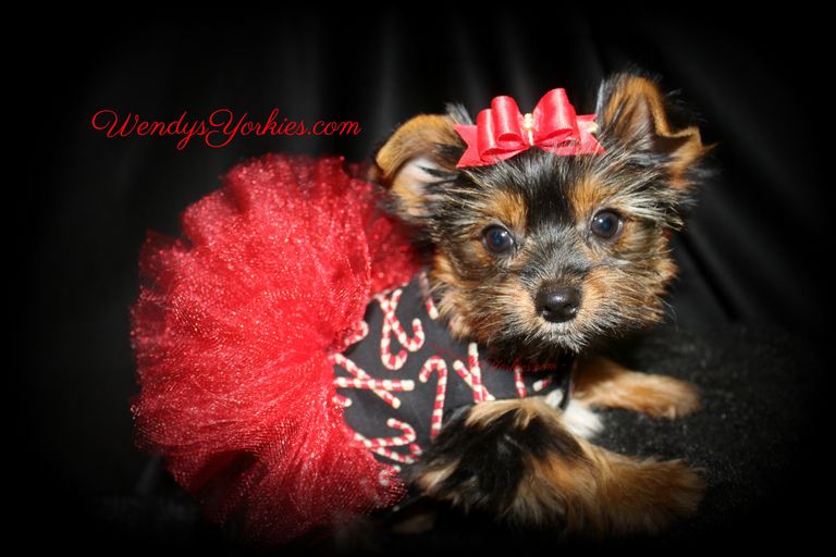Yorkie Puppies For Sale Near Me | Top Dog Information