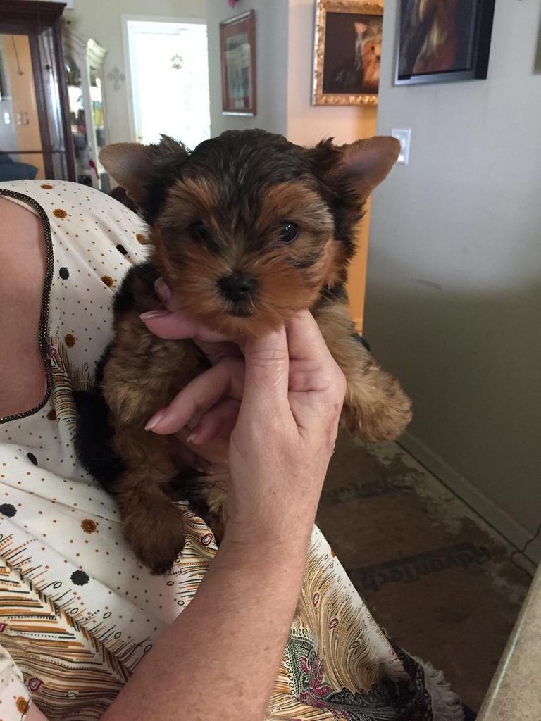 Yorkies For Adoption In Md