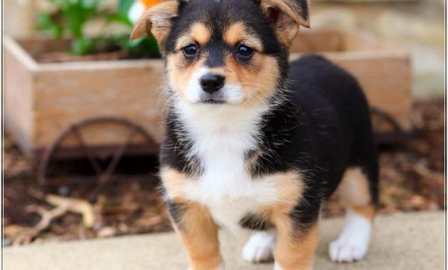 Corgi Puppies Az Craigslist | Top Dog Information